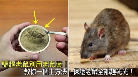 怎麼驅趕老鼠|安全又有效！天然驅鼠方法大公開